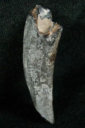 Miocene Aged Fossil Whale Tooth - #5663